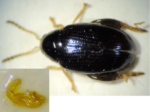 Psylliodes libertii